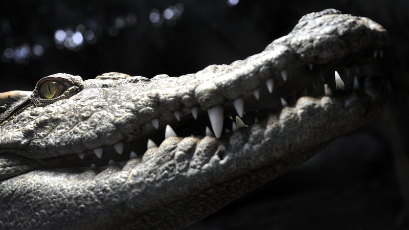 Siamese crocodiles are currently listed as critically endangered on the IUCN's red list