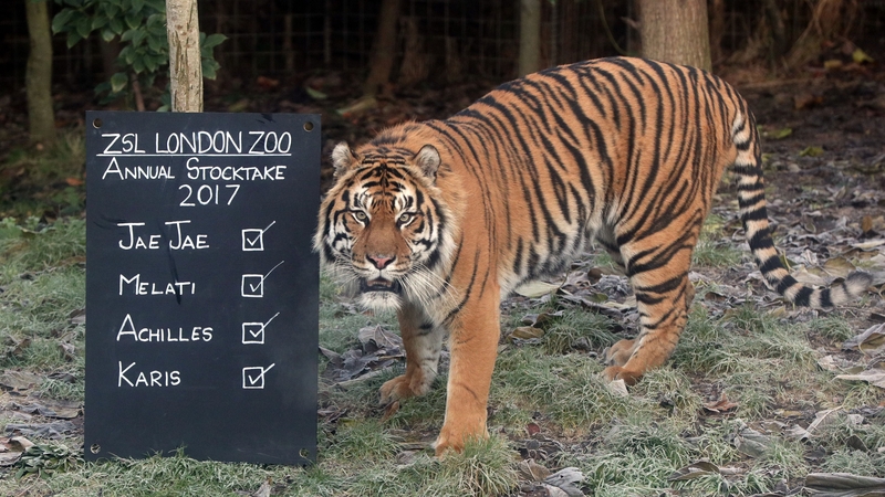 A large chalkboard was placed in the enclosure with the tigers