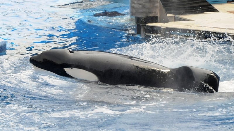Tilikum dragged a SeaWorld trainer to her death in 2010