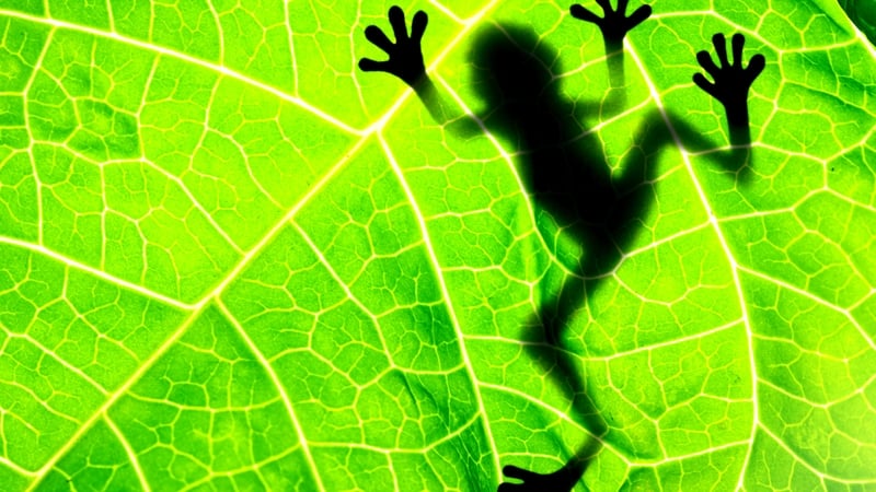 'Ted Hughes had his thought fox, I have my frog poems.'