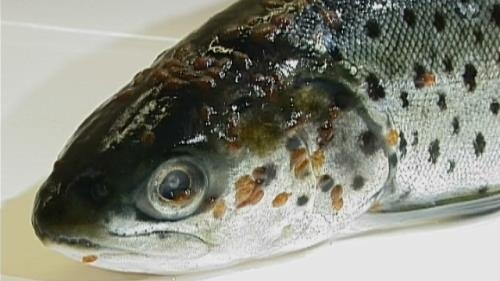 Sea lice can kill sea trout, reduce their weight and affect their migration