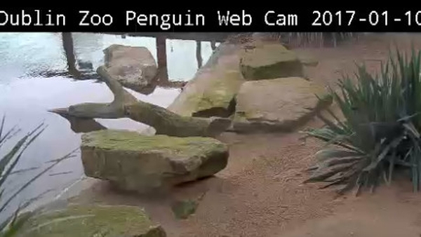 The penguins have been moved from their normal habitat to a 'back house' facility at the zoo (Pic: Dublin Zoo)