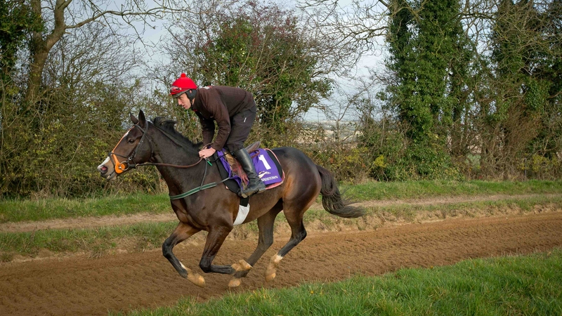 Jezki on the gallops at Jessicca Harrington's stables in Kildare