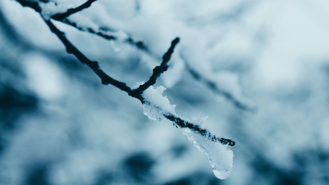 Nuala Conaty took this close-up image of a snow-covered tree in Co Monaghan