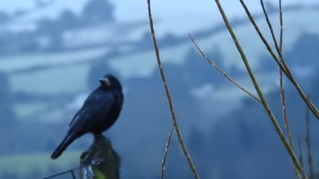 Eoin O'Hagan of @clarevirtually spotted this crow in Ogonnelloe, Co Clare