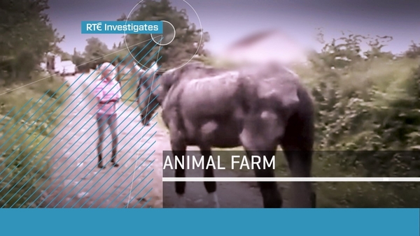 Animal Charity Bends to Regulator Pressure