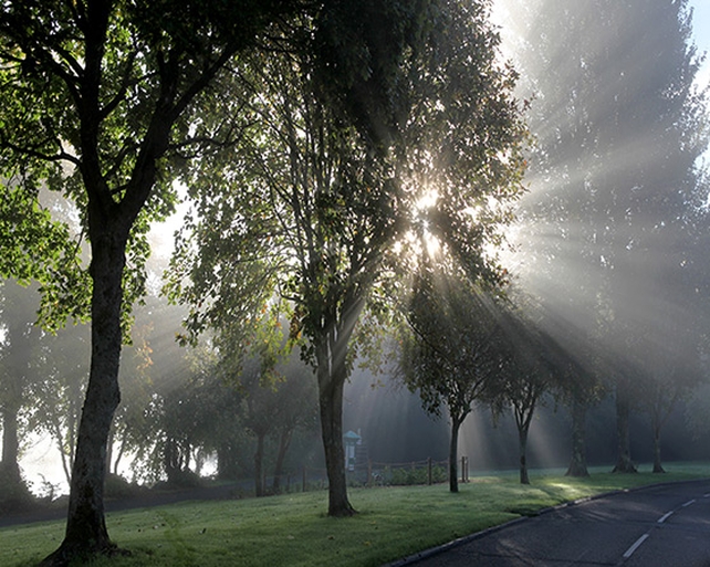 Finalist: Michael Mc Gurrin, Doorly Park, Co. Sligo