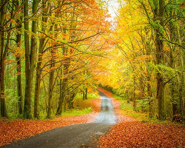 Finalist: David Moore, Emo Court, Emo, Co. Laois