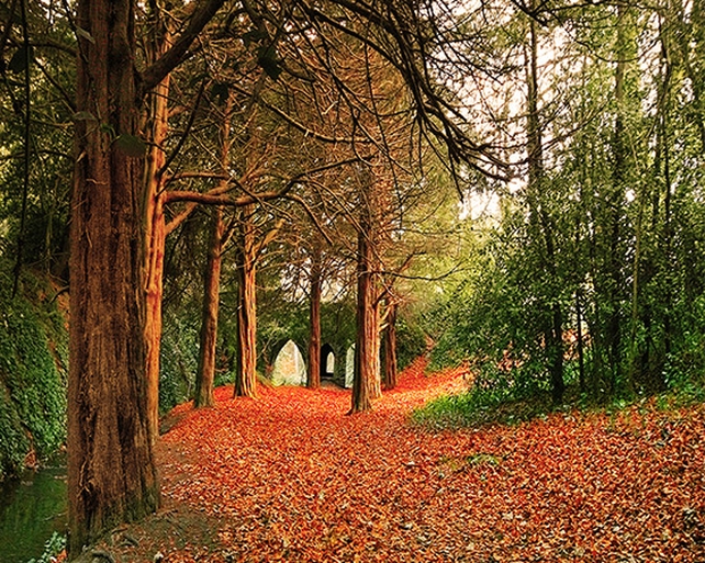 Finalist: Pat Carey, St Annes Park, Clontarf, Dublin