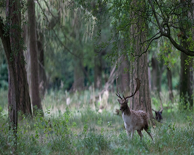 Runner Up: Matt Smyth, Phoenix Park, Dublin