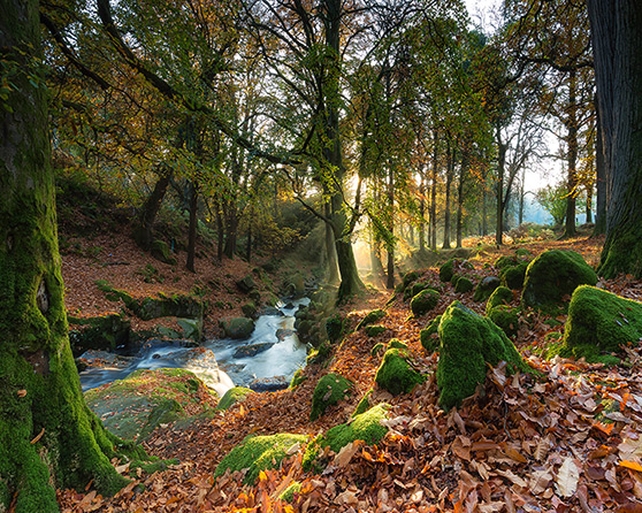 Runner Up: Fearghal Breathnach, Manor Kilbride, Co. Wicklow