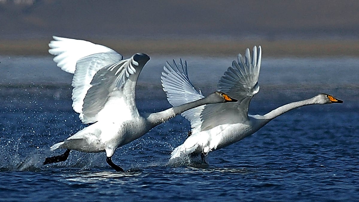 Census of Swans taking place for Whoopers 