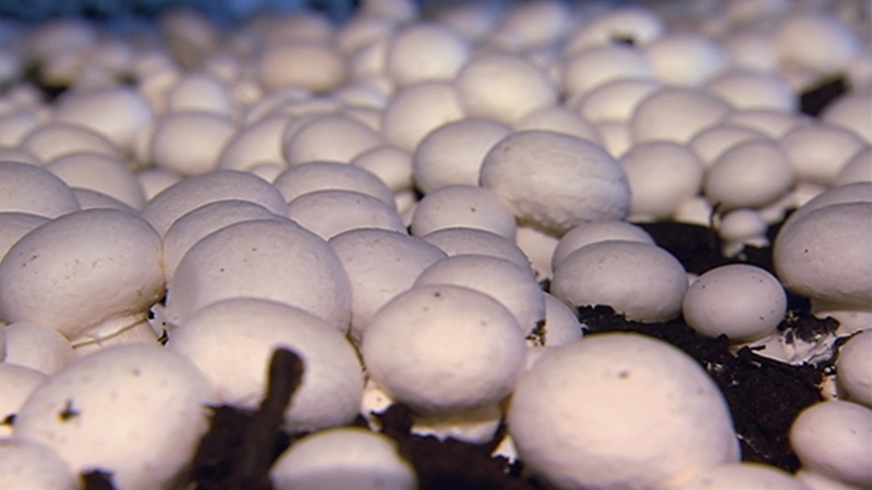 Operations at Walsh Mushrooms Golden have been suspended