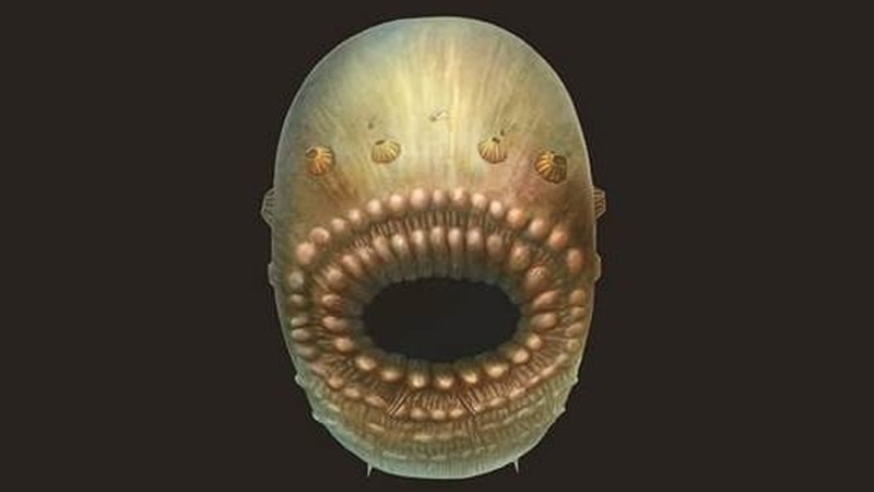 An artist's impression of Saccorhytus (pic: Jian Han, Northwest University, China)