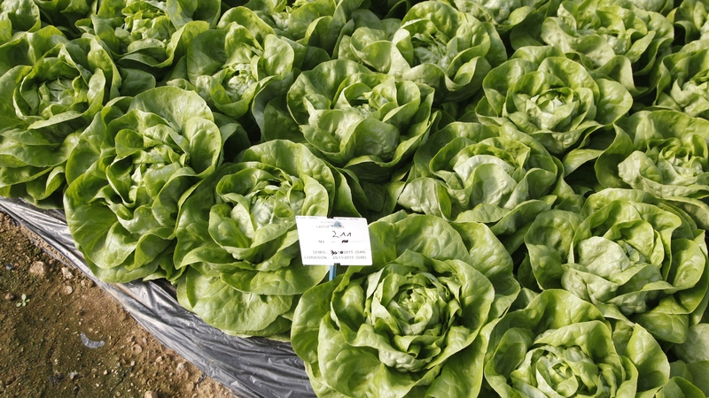 90% of lettuces in the UK are imported from the EU in March