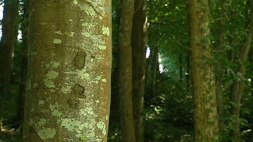 The forestry sector here is worth over €2 billion to the economy and employs 12,000 people in every county in the country
