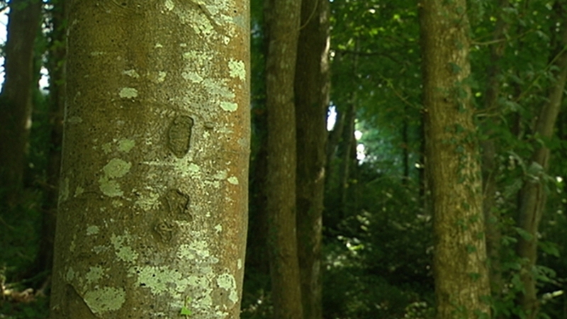 The forestry sector here is worth over €2 billion to the economy and employs 12,000 people in every county in the country