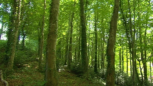 More than 35,000 hectares will be replanted under the plan