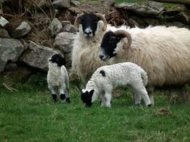 Feachtas ar bun ag feirmeoirí caorach