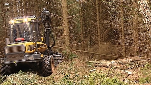 The council said that not enough trees are being planted