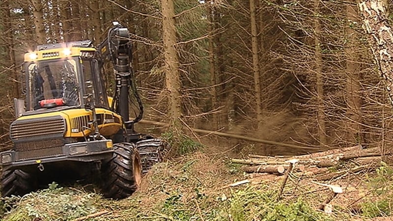 The council said that not enough trees are being planted