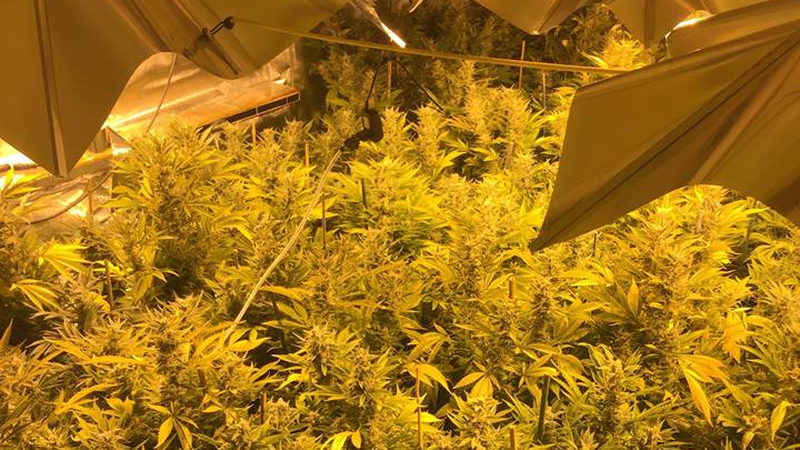A highly-sophisticated grow house was discovered in Corr Na Mona, Co Galway