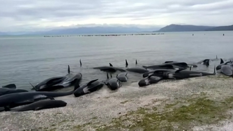 Cause of the stranding at Golden Bay not known