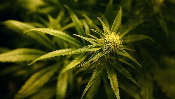 The HPRA said its position is based on current scientific evidence and will be kept under review