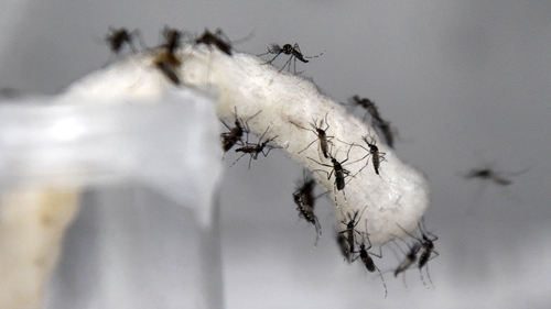 Malaria parasites are transmitted by the bite of female Anopheles mosquitoes