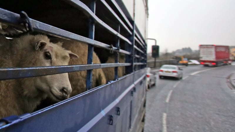 Britain is suspending the previously planned introduction of extra border checks on live animal imports from the European Union