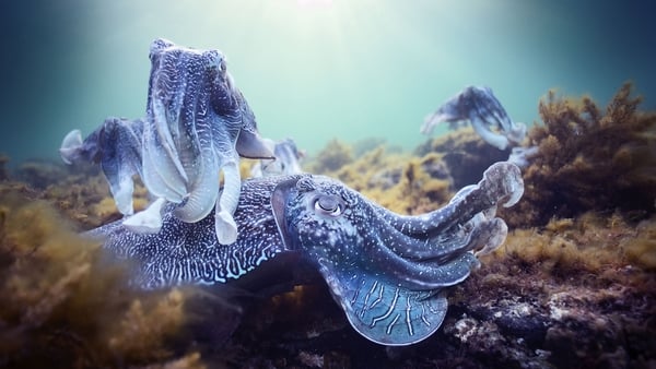 Blue Planet II