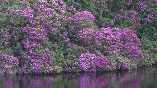 Rhododendron is an invasive plant species
