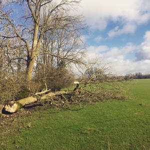 A fallen tree in Newtownforbes, Co Longford