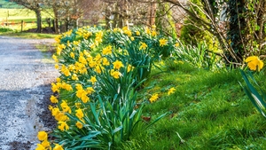 Daffodils in bloom in Co Limerick (Pic: Denis Hickey)