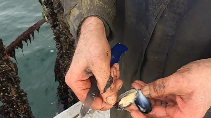 Connemara Seafoods sources its shellfish produce from local suppliers, including on the company's doorstep in Clew Bay