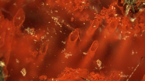 Haematite tubes from the NSB hydrothermal vent deposits that represent the oldest microfossils and evidence for life on Earth (Pic: Matthew Dodd)