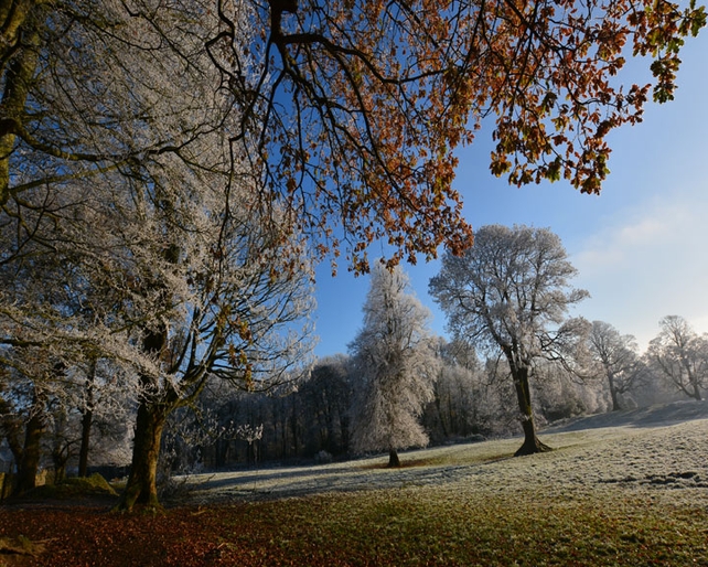 Runners Up: Edward McBride, Boyton's Wood, Convoy, Co. Donegal