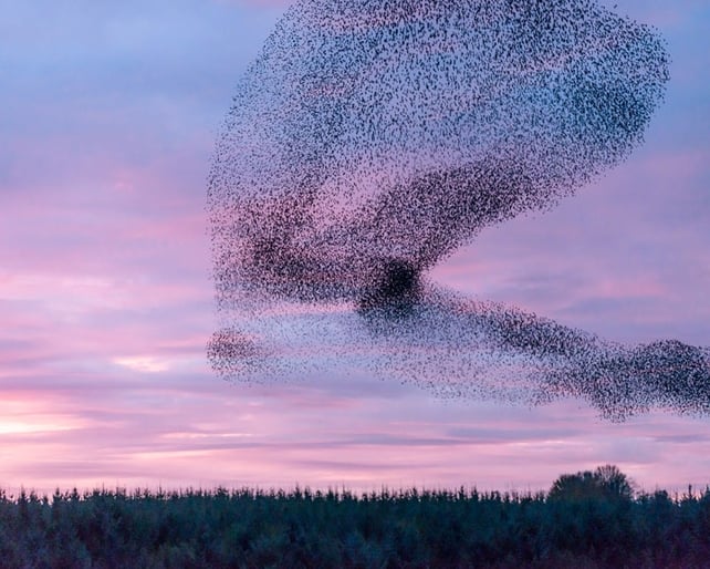 Finalist: Edward W Delaney, Ballywilliam, Co. Wexford