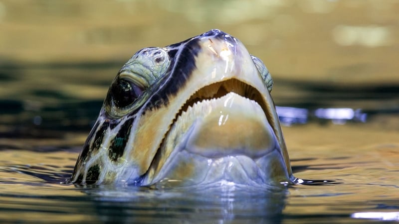 People reportedly believe throwing coins into a turtle's pond can bring longer life