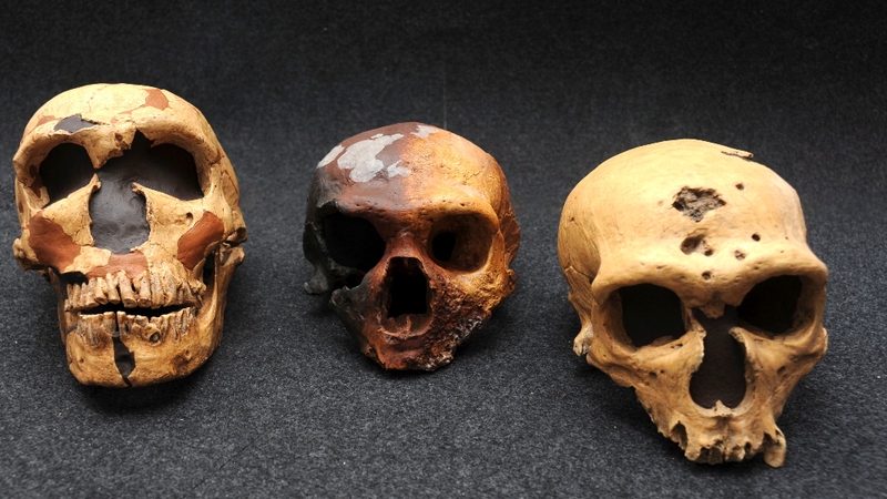 Skulls used by an international team of experts to decode the first draft of the genome of Neanderthals (file image)