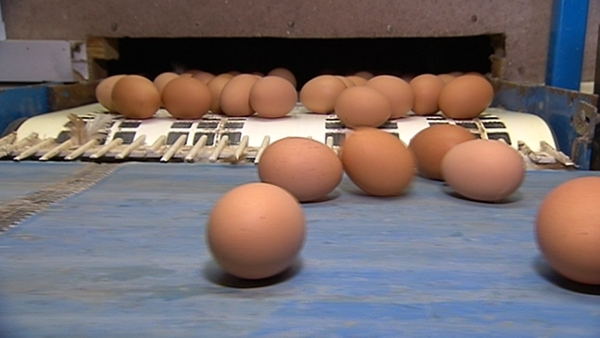 Free range labels to end after St Patrick's Day