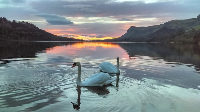 Two swans on Glencar Lough, Sligo (Pic: Fiona Donnellan)
