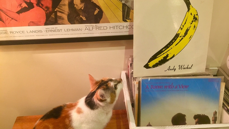 The author's trusty and well-worn copy of his favourite record, under 24-hour feline protection.