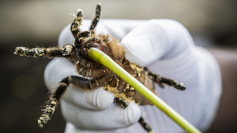 Scientists say spider venom is a good place to look for proteins to help in medical treatments