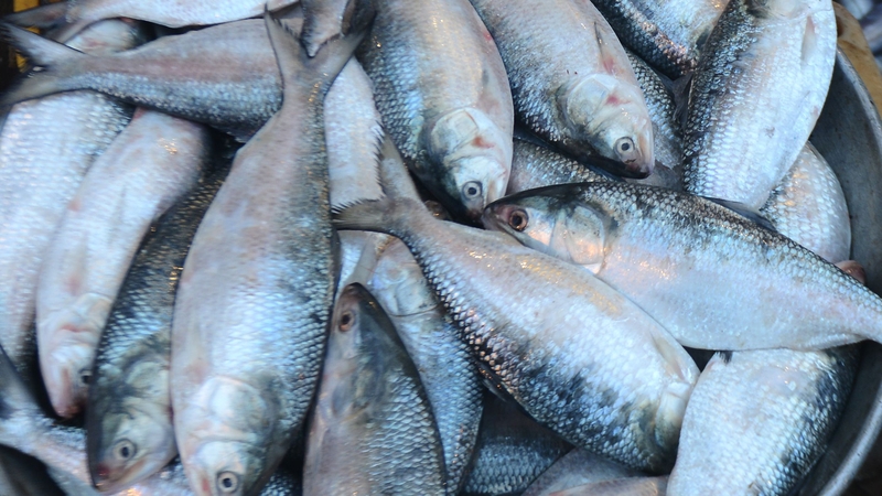 The stew was made with hilsa, a type of fish