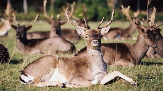 Deer in the Phoenix Park, Dublin