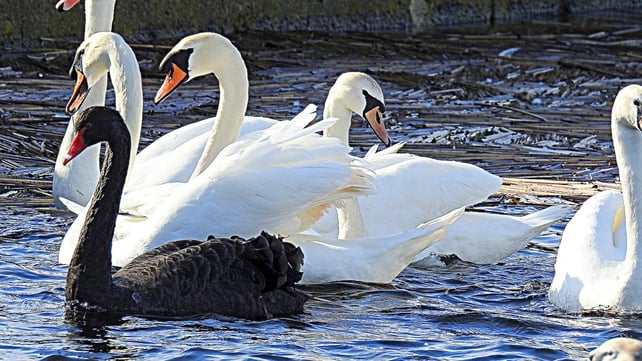 A bevy of swans on The Corrib River in the Claddagh, Galway (Pic: Sean Lally)