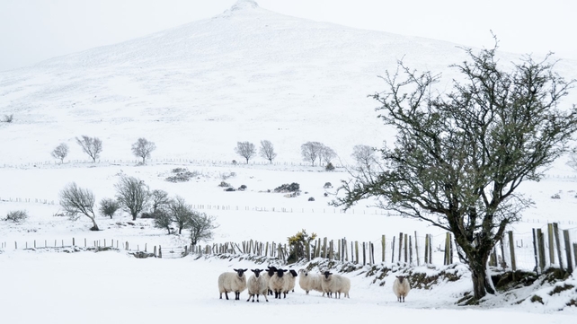 Sheep under a snow covered Knockshegowna ridge, Co Tipperary (Pic: Joe Ormonde)
