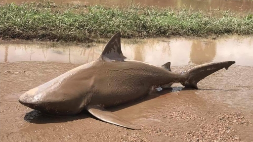 A bull shark washed up on a road in northern Australia