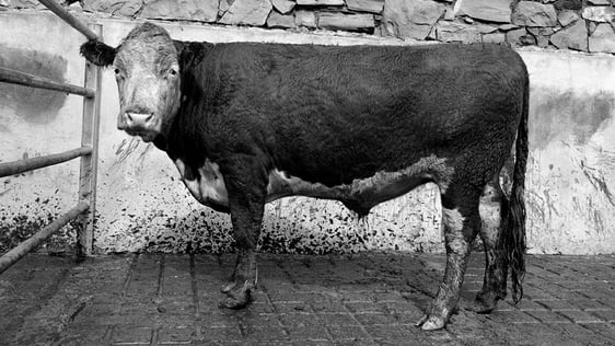 Hereford Cow